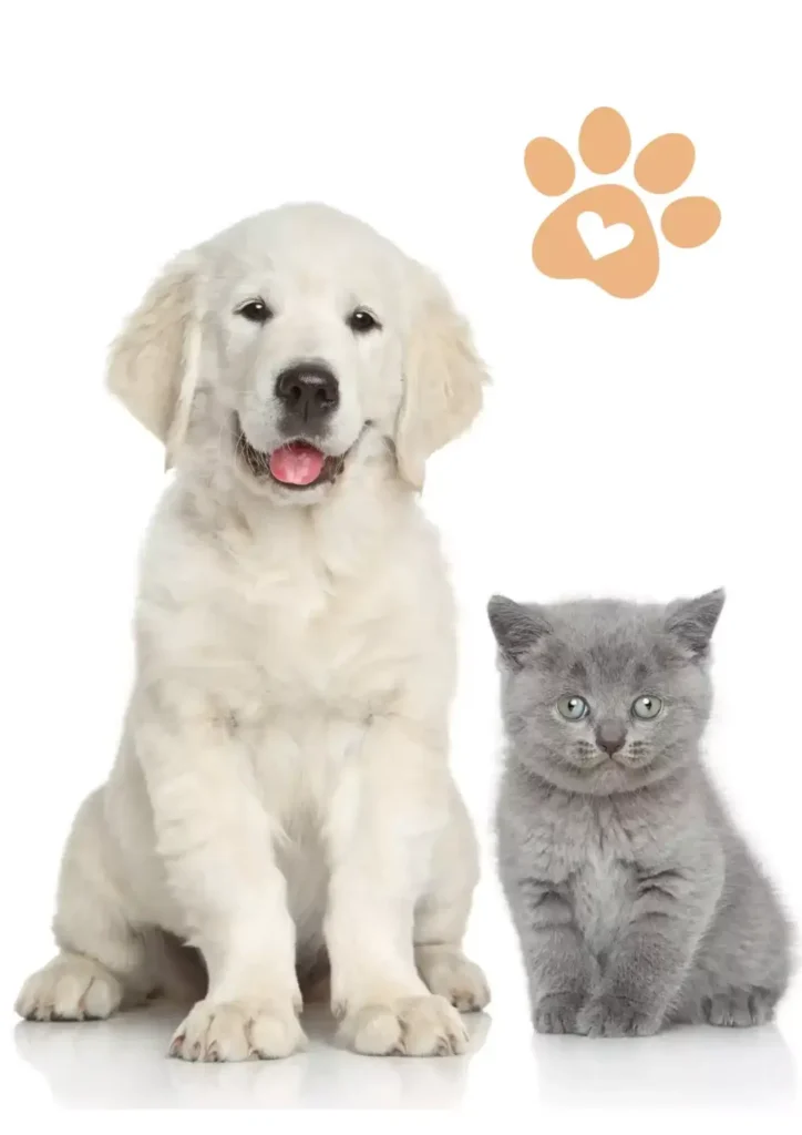 pet relocation in uae