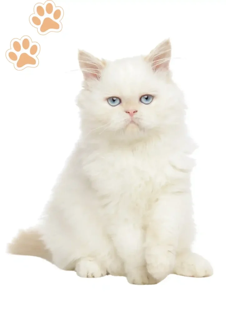 pet relocation in uae